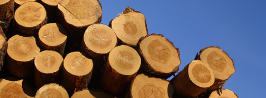 The finest lumber
